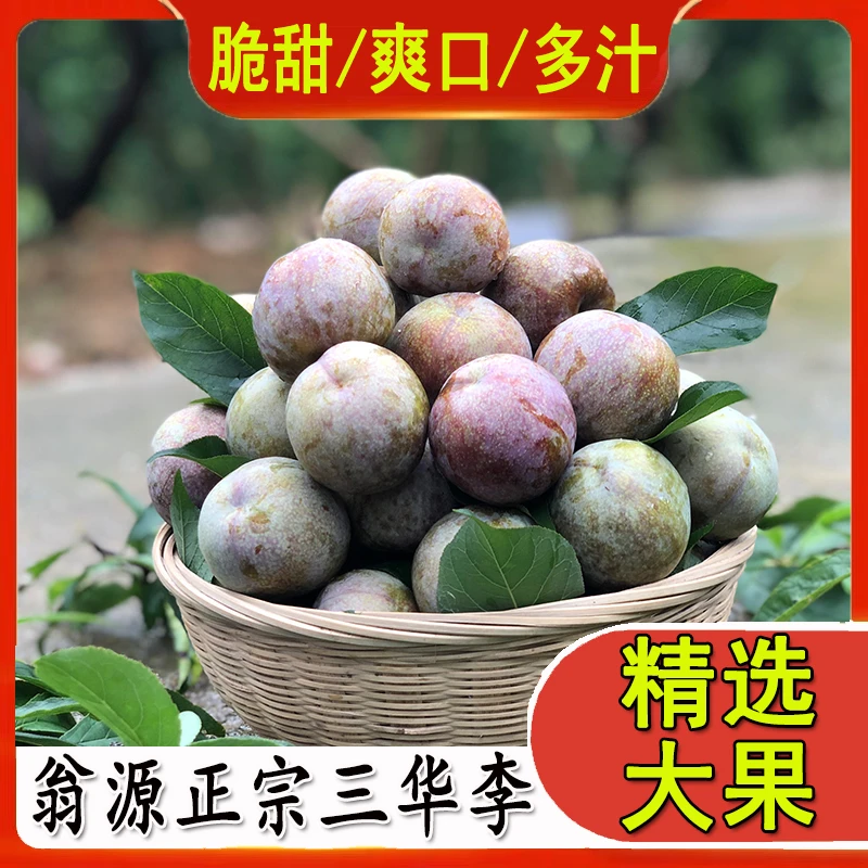 【三华原产地直发】正宗翁源三华李酸甜脆李子水果新鲜广东韶关现摘
