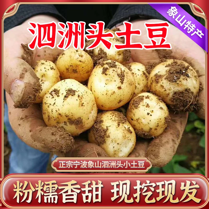 【泗洲头小土豆】浙江象山现挖土豆新鲜黄心洋芋迷你马铃薯农家自种