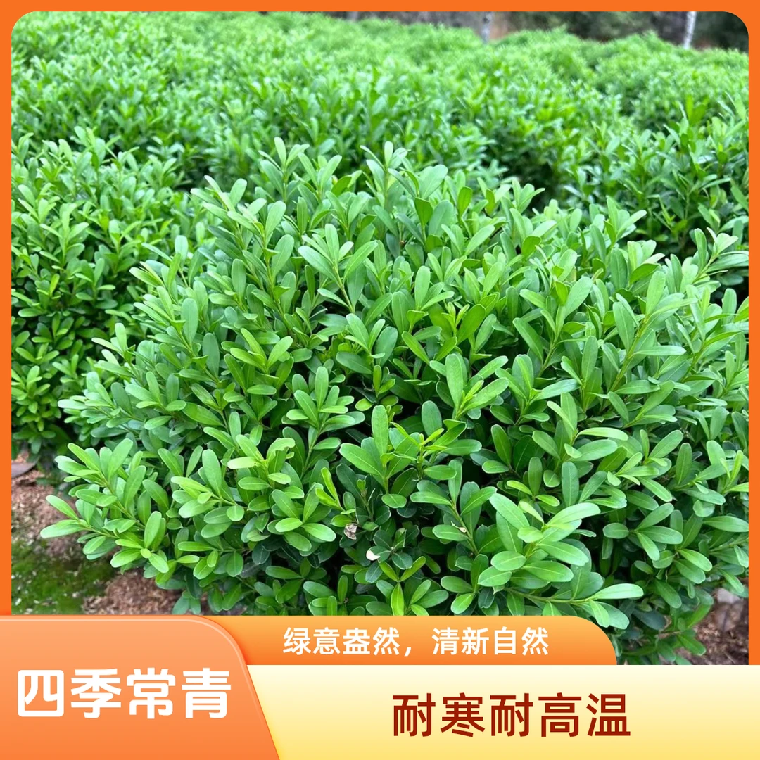 雀舌黄杨小叶瓜子黄杨耐寒耐高温可造型绿植【自家苗场基地直发】