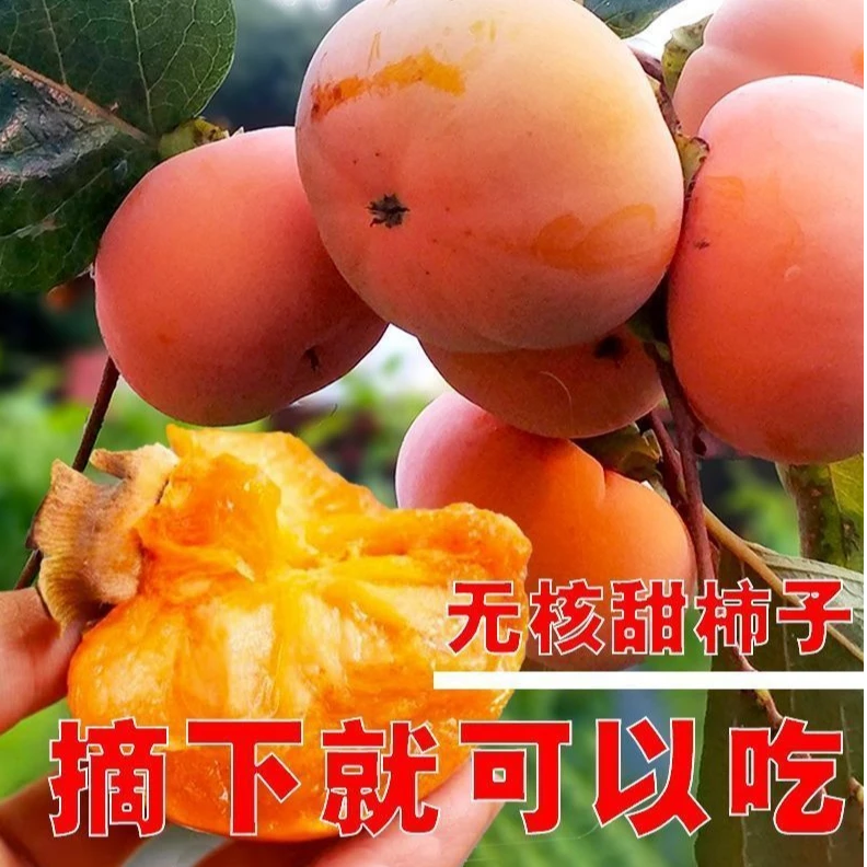 嫁接优质脆甜柿子树苗直播间选苗2年苗