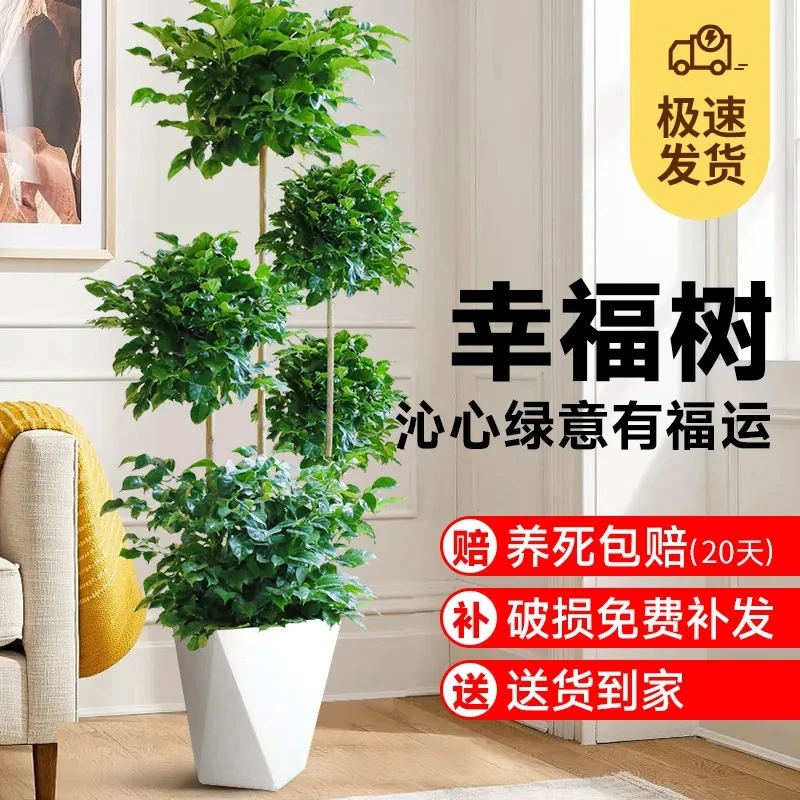 5层幸福树盆栽客厅招财旺宅绿宝办公室造型绿植室内大型绿宝树