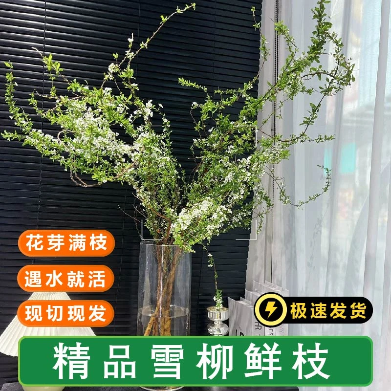 鲜枝雪柳东北基地直发雪柳水培耐寒遇水开花水培鲜切冬日里的浪漫