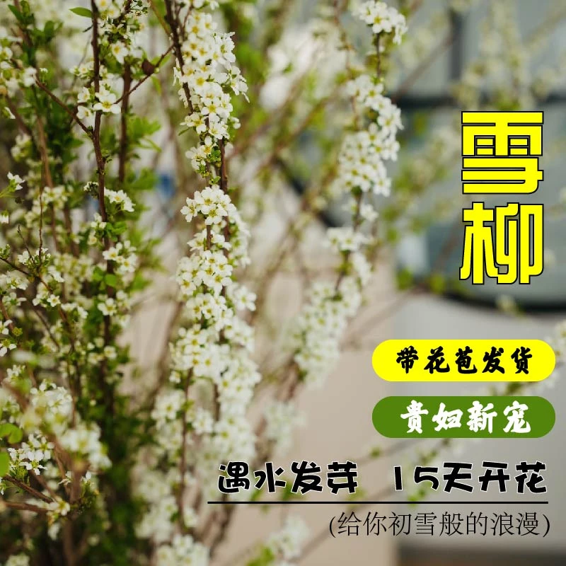 鲜枝雪柳云南鲜花基地直发雪柳水培耐寒遇水开花水培植物发芽爆盆