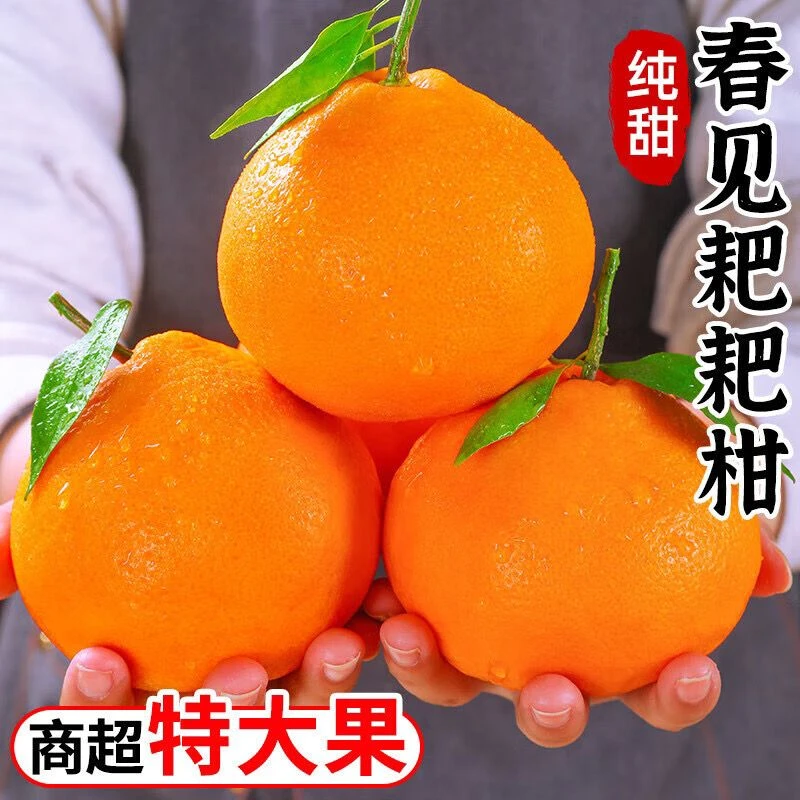 【与辉同行东方甄选】正宗四川春见耙耙柑应季新鲜橘子产地直发爽