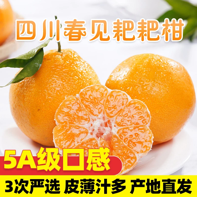 【与辉同行东方甄选】正宗四川春见耙耙柑5-8斤装大果皮薄水果新鲜