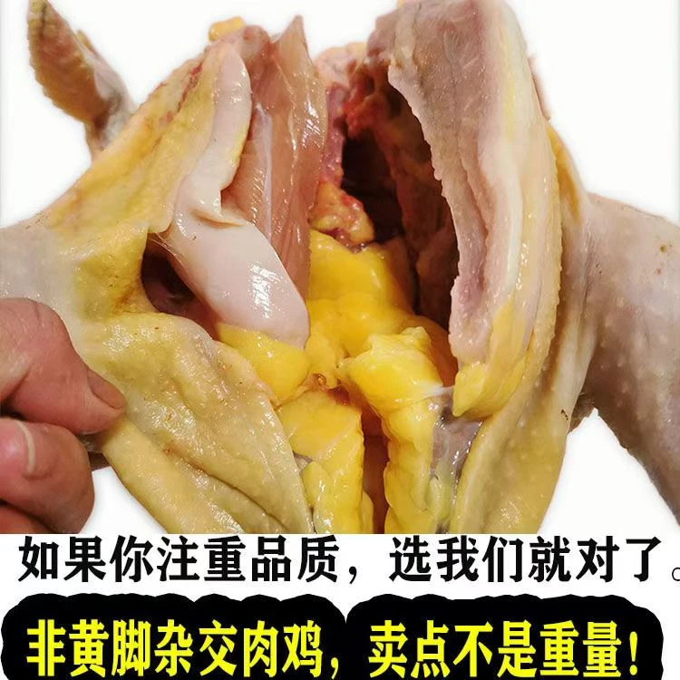 MM白色塑料框装大公鸡小母鸡 青脚细腿爆炒红烧炖汤