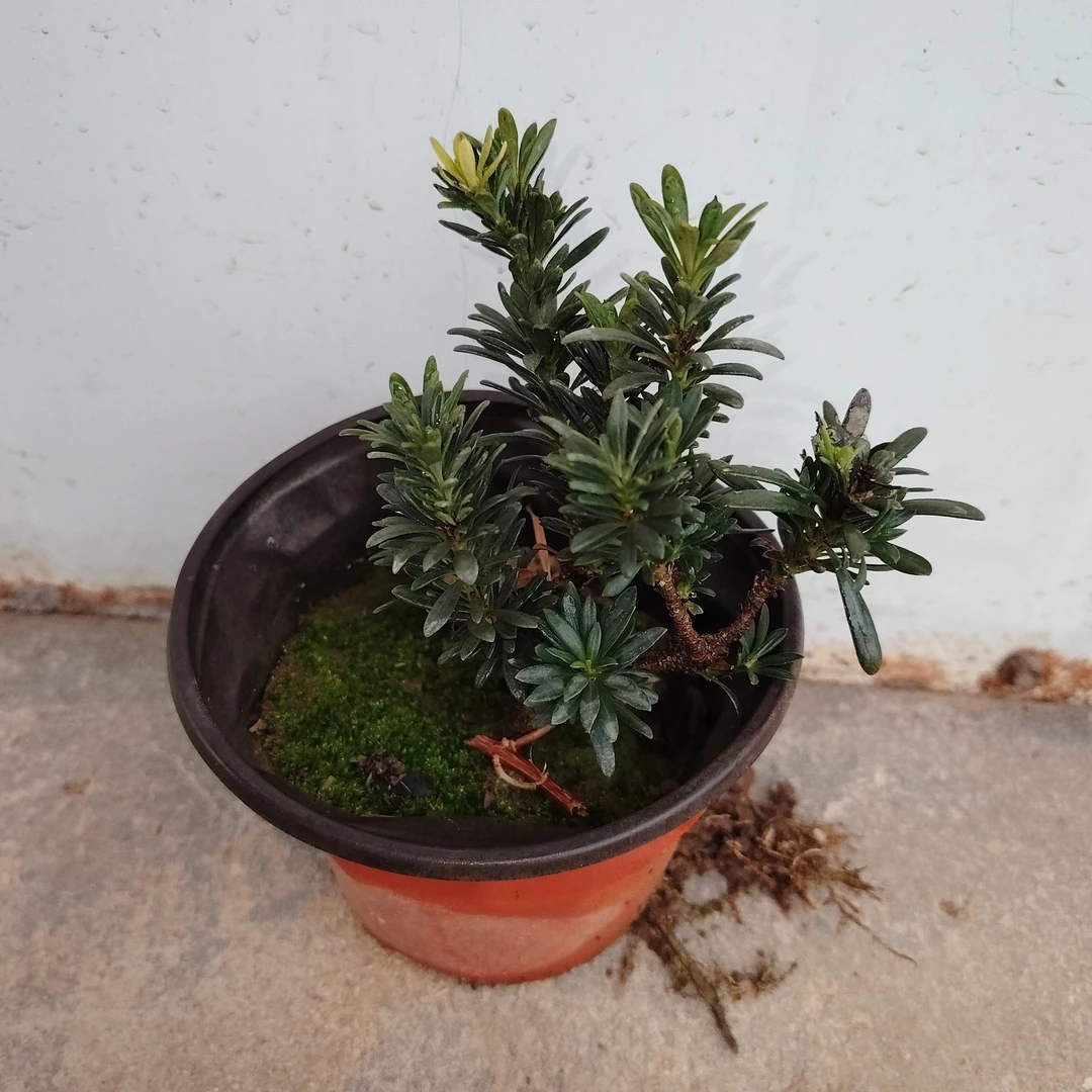 小米叶精品罗汉松绿植夹竹桃小盆栽室内室外阳台都可以摆放