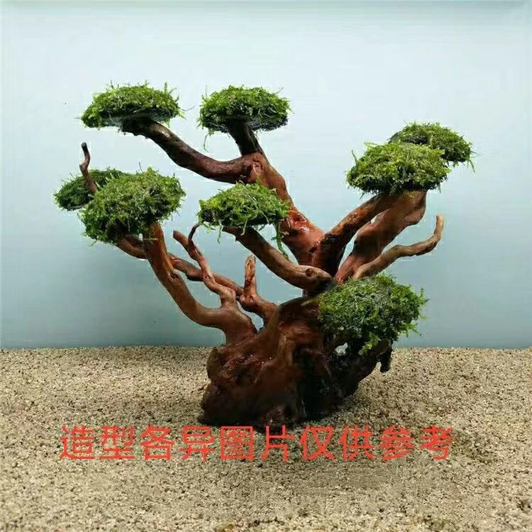 鱼缸造景好养水草套餐椒草摆件增氧莫斯水草水草造景绿菊