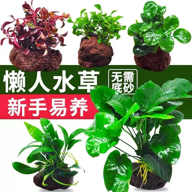 懒人水草沉木水榕火山石活体水下叶鱼缸造景新手易养增氧净化水质