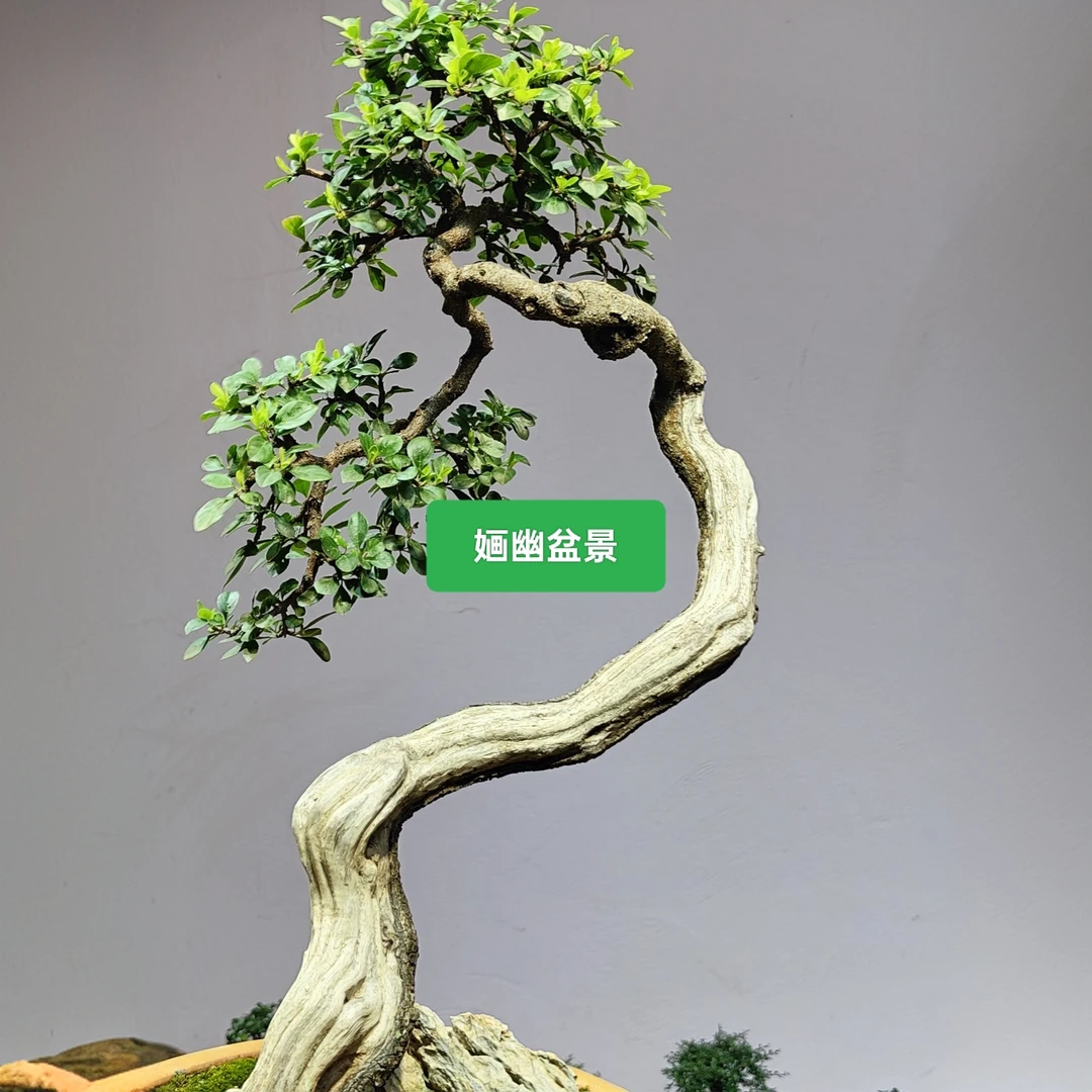 婳幽盆景一物一拍直播间截图为准