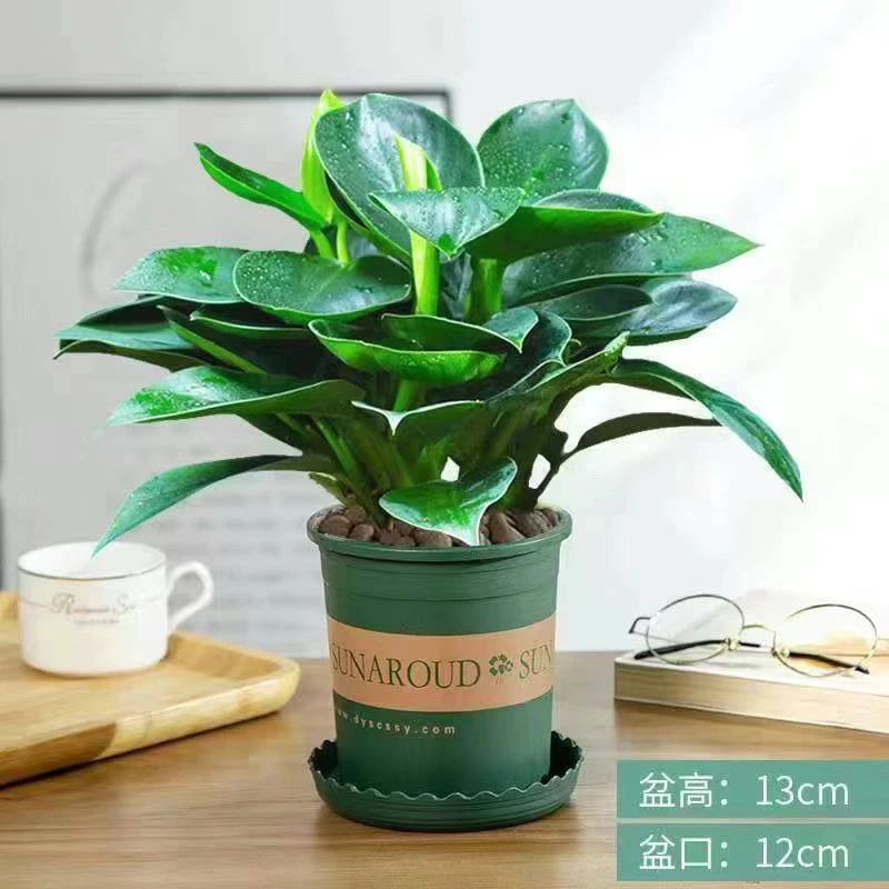 金钻绿公主盆栽绿植办公室内除甲醛绿植净化空气客厅花卉绿植