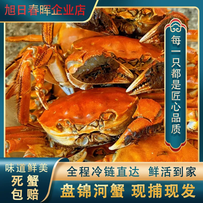 盘锦稻田蟹全母蟹鲜活美味礼盒装单只1.1-1.4两顺丰京东航空包邮