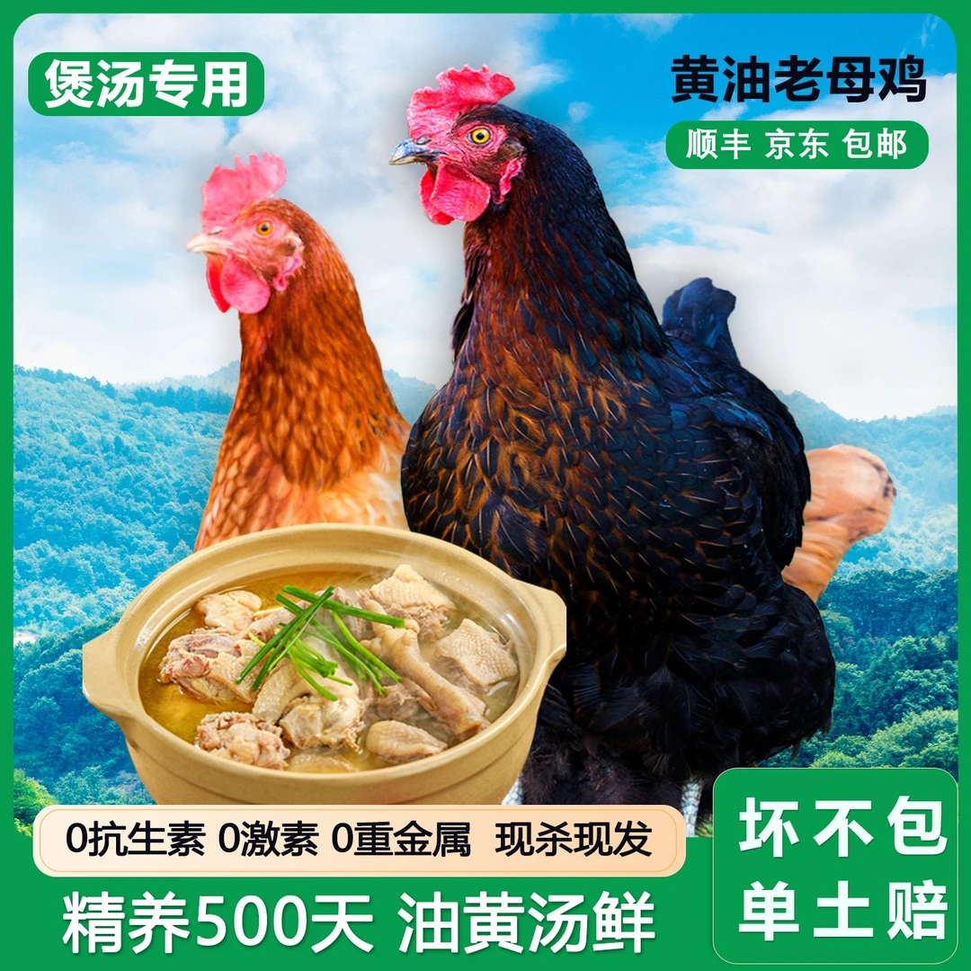 【乡村翠花助农】散养土鸡现杀高品质鸡农村走地鸡速冻保鲜空运