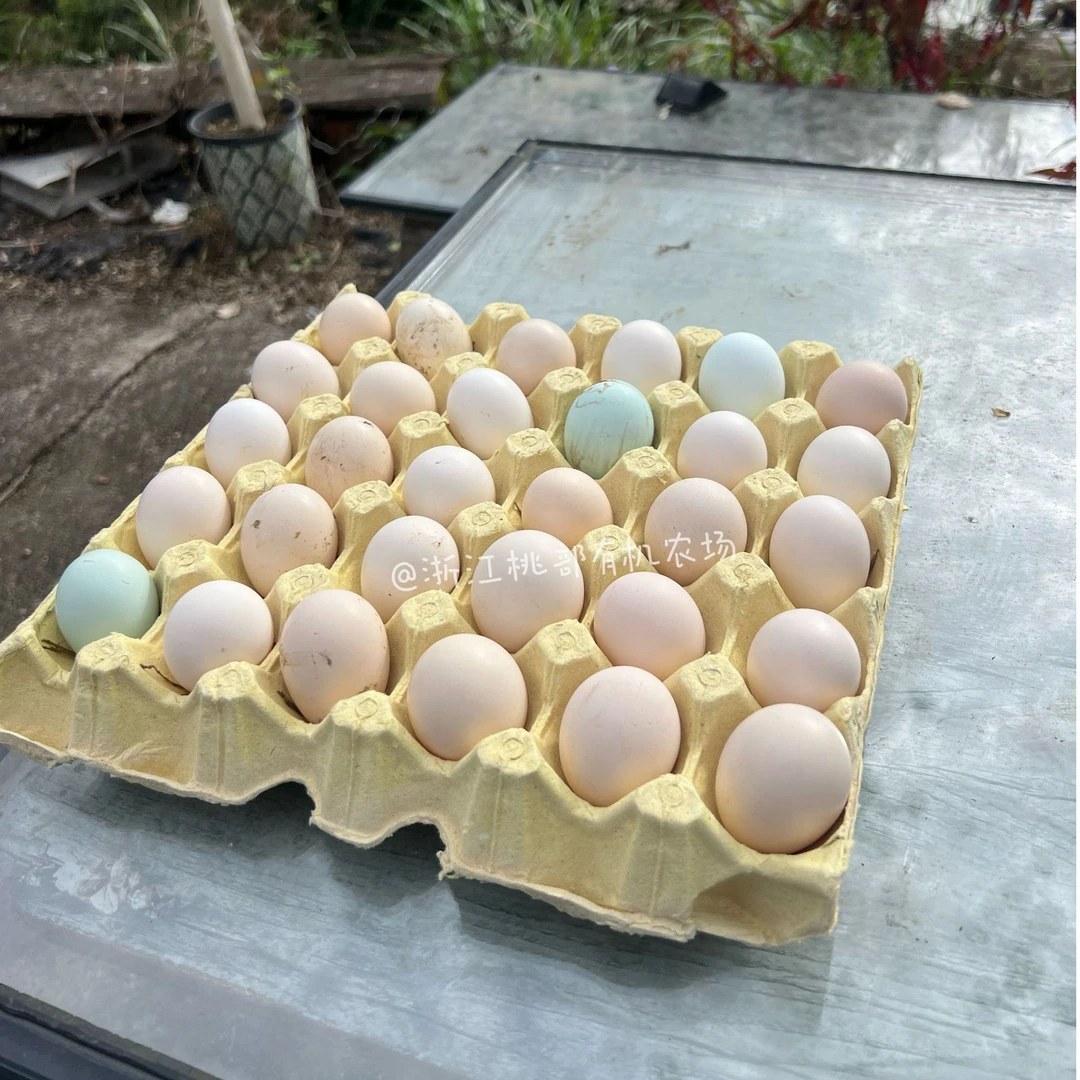 散养鹊山鸡蛋 包七成 浙江桃部有机农场
