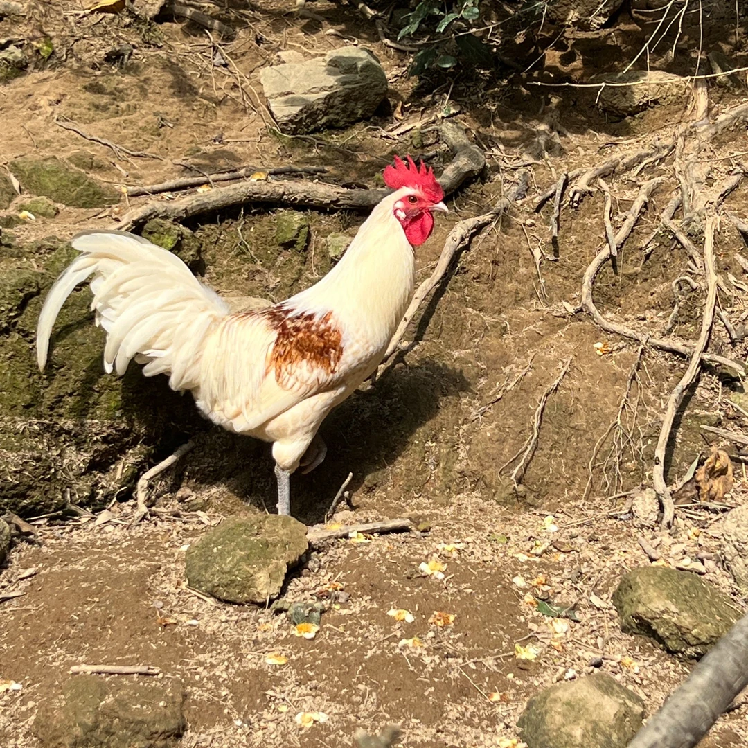 竹林生态散养300天以上吃肉款鹊山鸡（随机发）