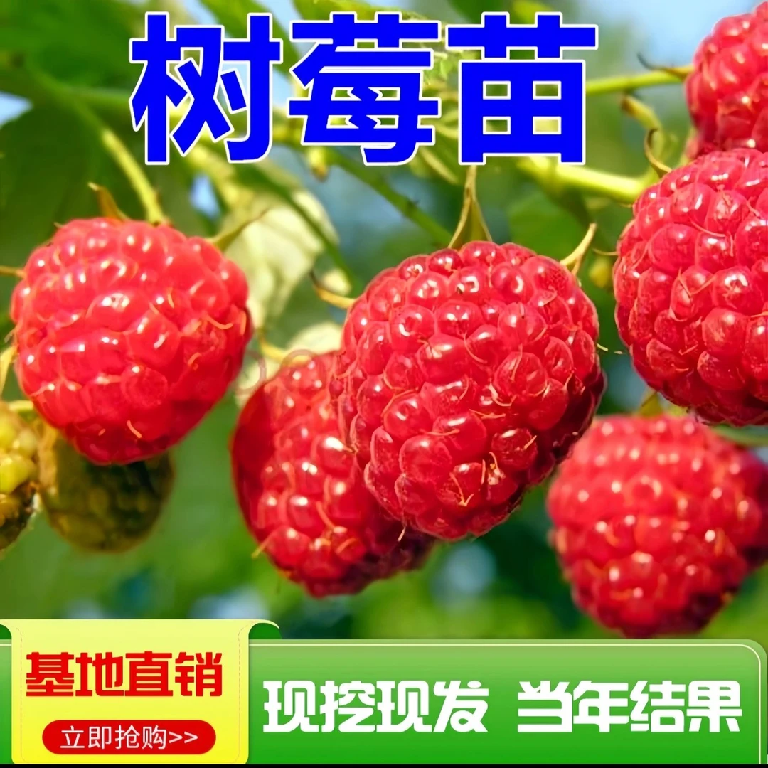 双季红树莓苗买一送一四季可种盆栽地栽阳台水果树苗黄树莓黑树莓