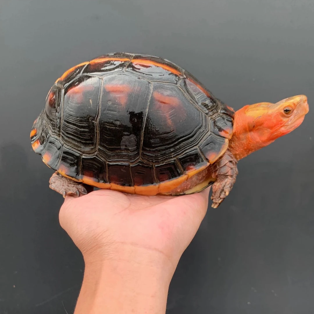 黄缘龟安缘大陆缘台缘观赏龟（补差价链接）