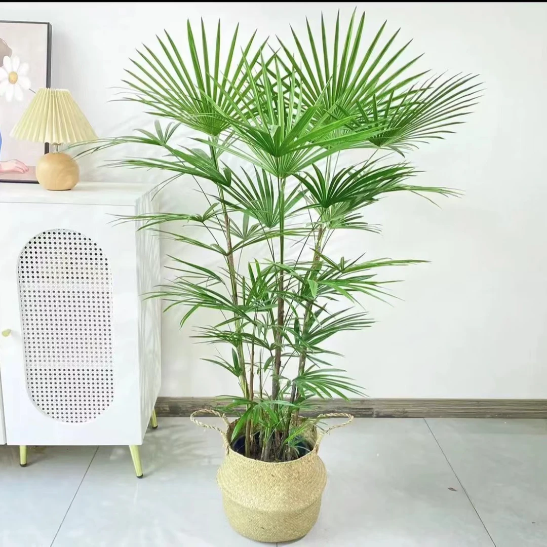 棕竹室内植物客厅植物办公室盆栽卧室盆栽