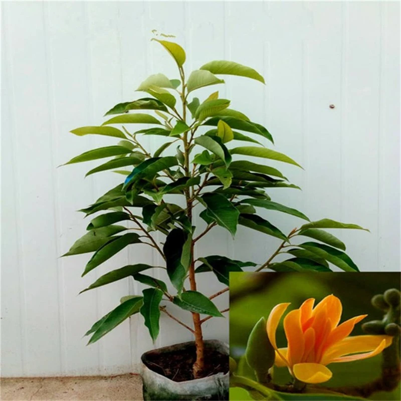 白兰花盆栽嫁接黄角兰 白玉兰黄玉兰树苗庭院花园植物