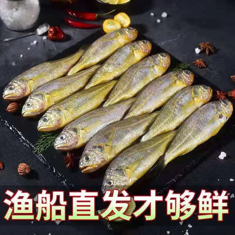 新鲜野生小黄花鱼直播链接