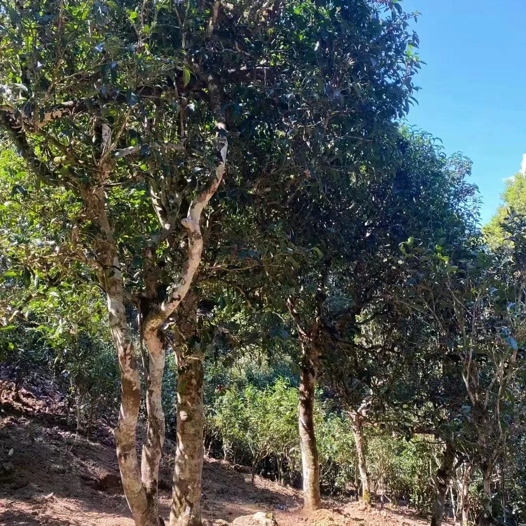 通用链接云南临沧凤庆秘境古茶园普洱生茶龙珠（挑采古树纯料）