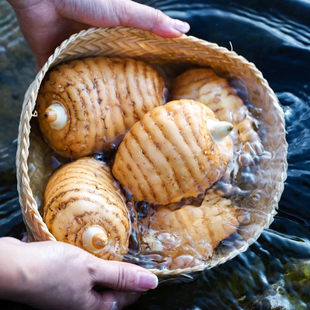 【海哥专属】顺丰包邮云南昭通小草坝新鲜乌天麻产地直发3斤装滋补