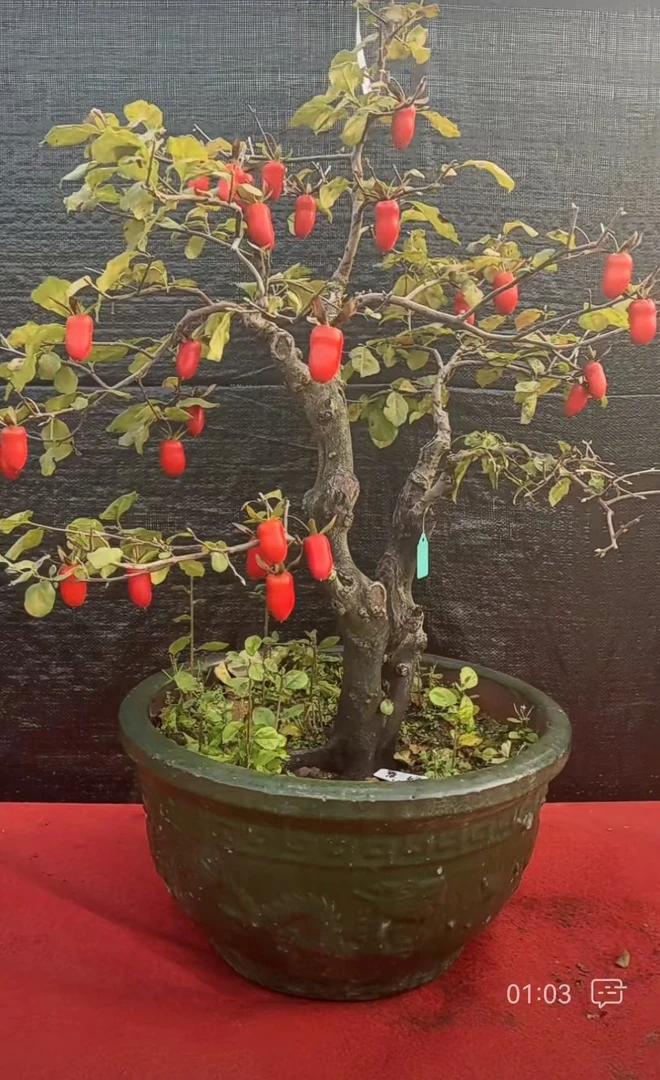 老鸦柿血红果母本