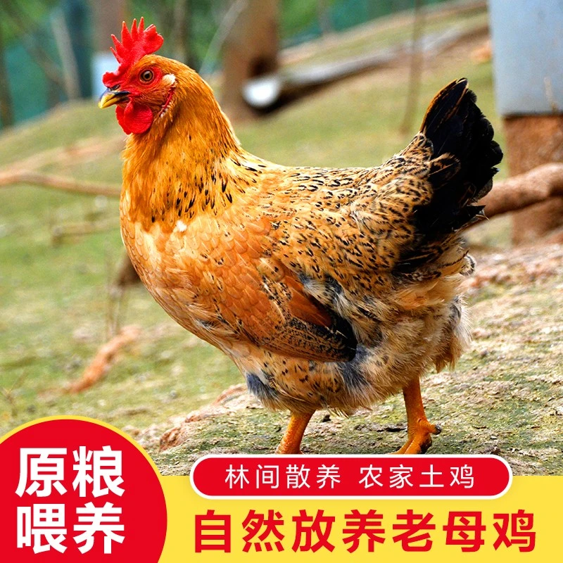 买一只送三只农家放养土母鸡土鸡新鲜宰杀