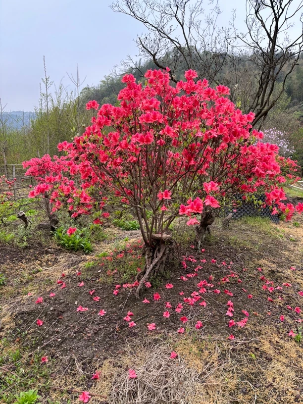 大别山精品映山红