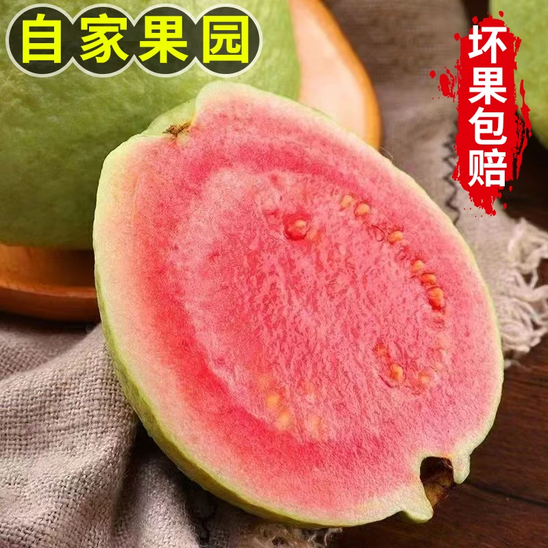 【自家果园】广西红心芭乐新鲜水果软糯香甜番石榴软芭乐2/3/5斤