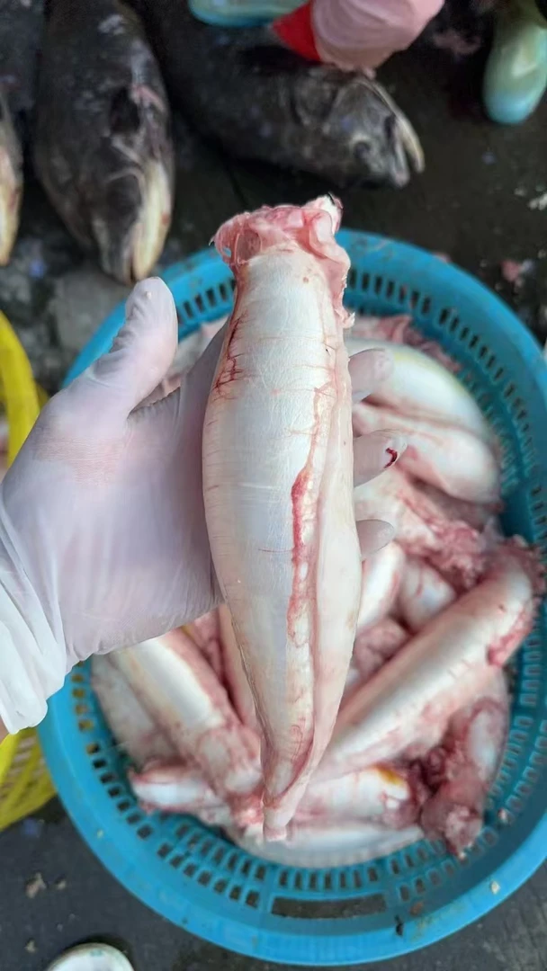 鱼胶 新鲜深海赤嘴鳘鱼 顺丰包邮