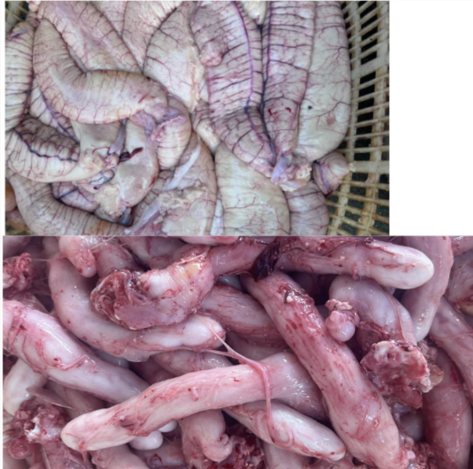 新鲜现取【鳘鱼杂】鱼籽和鱼肚各1斤真空包装顺丰包邮批发