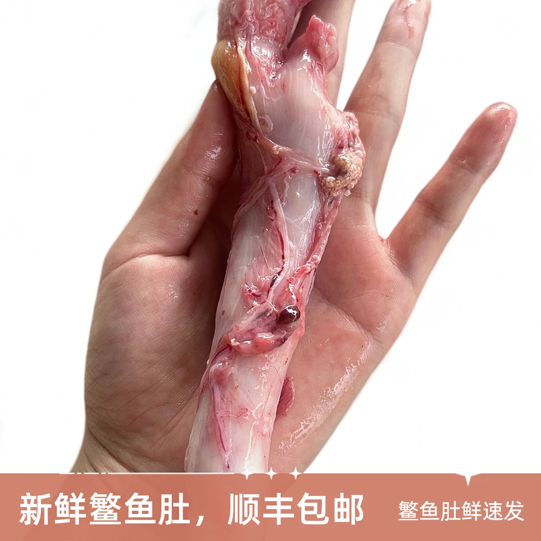 鱼肚新鲜现取鳘鱼肚1斤/盒顺丰包邮