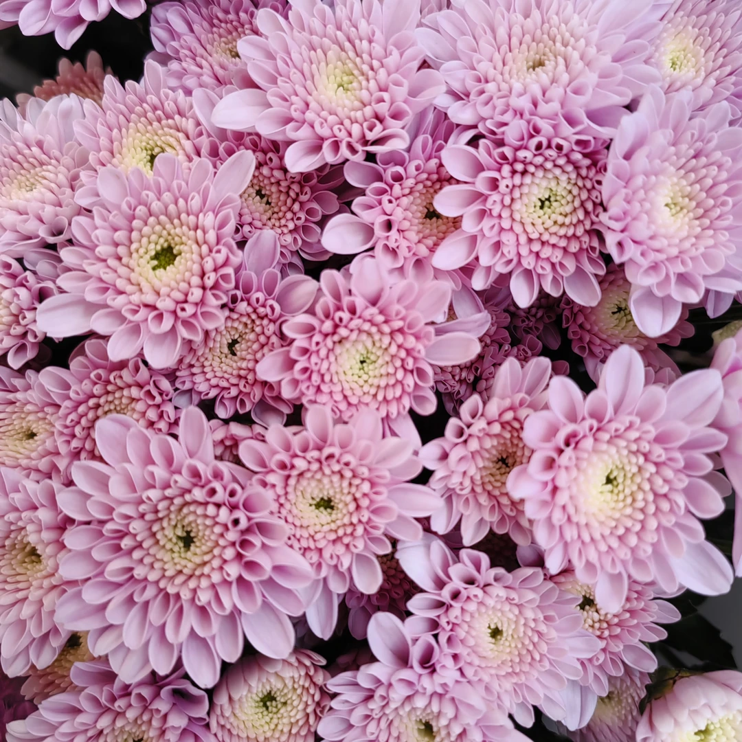 【宏图鲜花】东三西六省专用链接