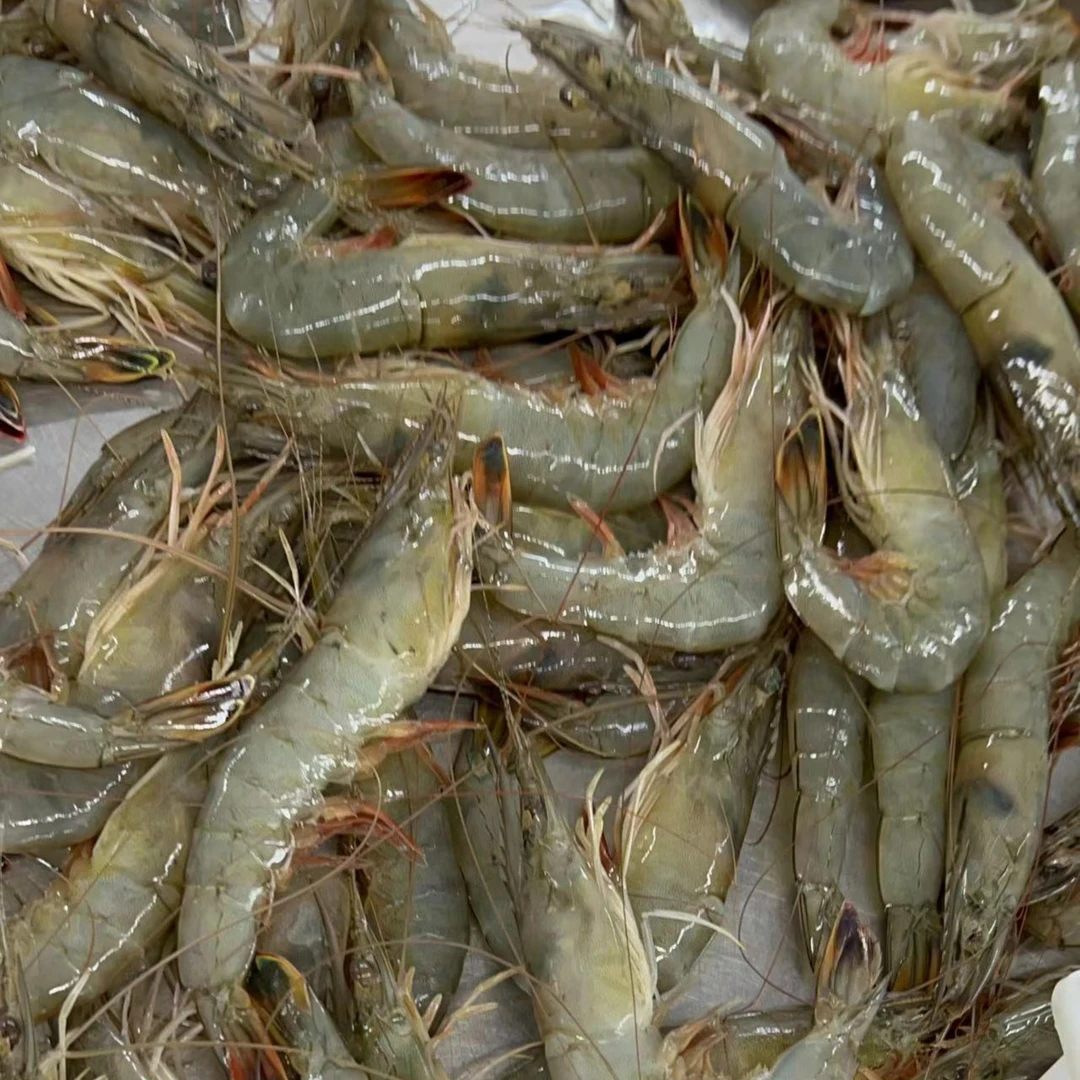 【小福专属】原料东方虾 东方对虾3板（零下18度冷冻保存）