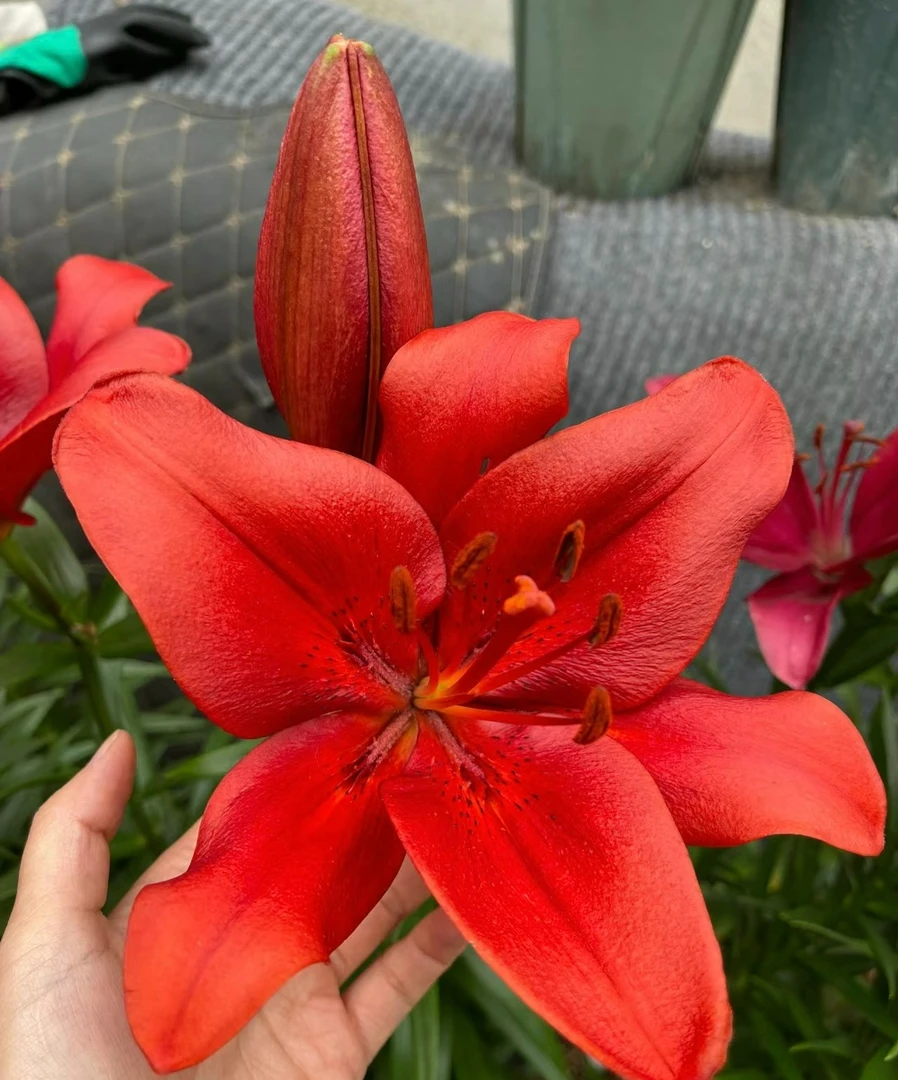 四季可种1颗【红山】16/18庭院阳台百合花球