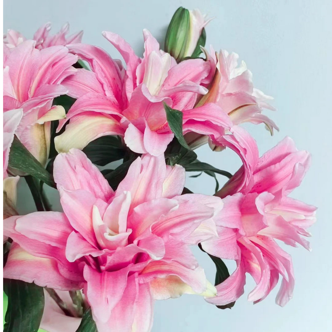 四季可种1颗【安娜女王】13/15 进口重瓣香水百合花球