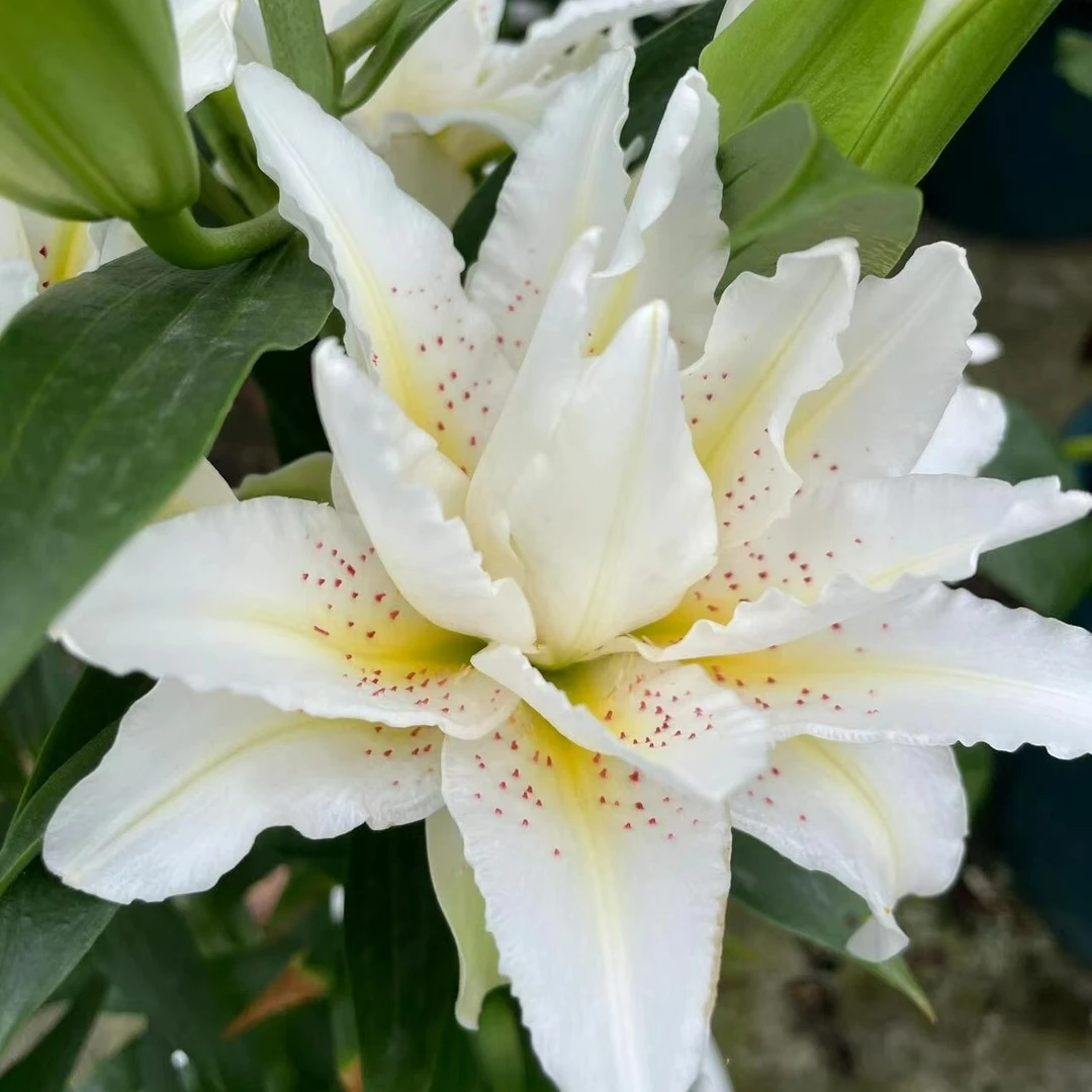 四季可种1颗【西塔-白拉菲】15/17重瓣百合花球庭院阳台花球