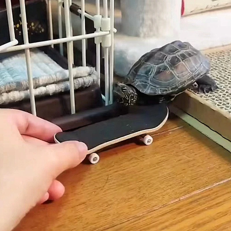 乌龟滑板手指滑板创意指尖滑板益智玩具快乐宠物玩具减压迷你玩具