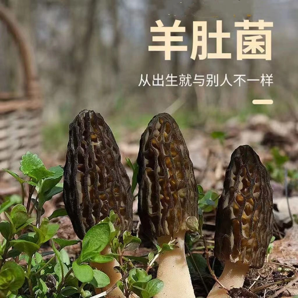 干羊肚菌【煲汤食材】肉厚无砂无熏硫