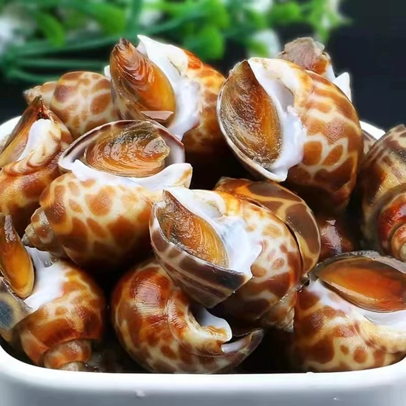 鲜活速冻 香辣花螺 新鲜香螺 50-80规格4斤发货 顺丰包邮