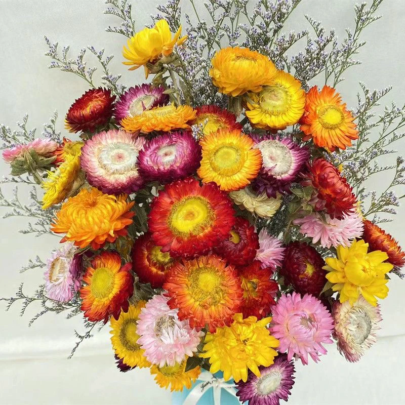 干花麦秆菊七彩菊菠萝菊雏菊花头真花插花艺干花diy清明节推荐