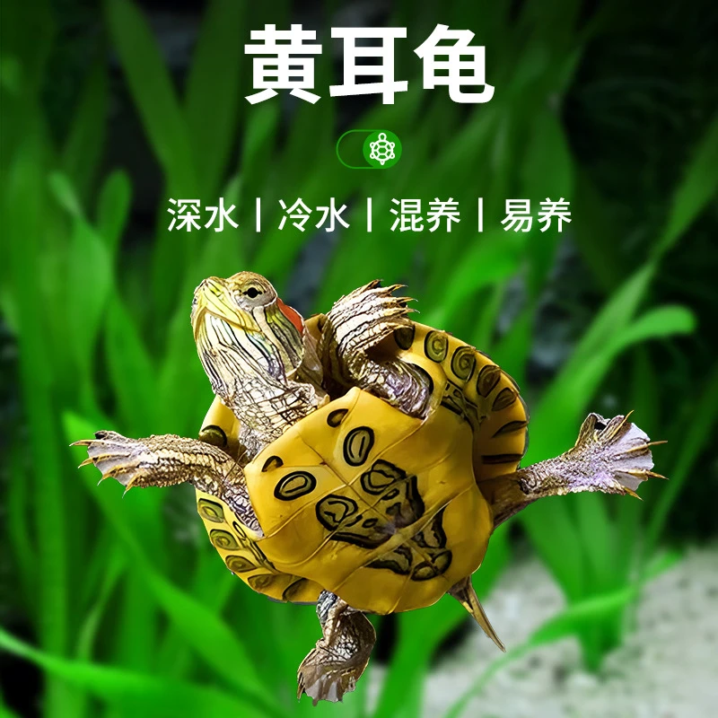 【新店福利】深水龟黄耳龟吃粪龟水龟鱼缸混养乌龟活物黄头侧颈龟