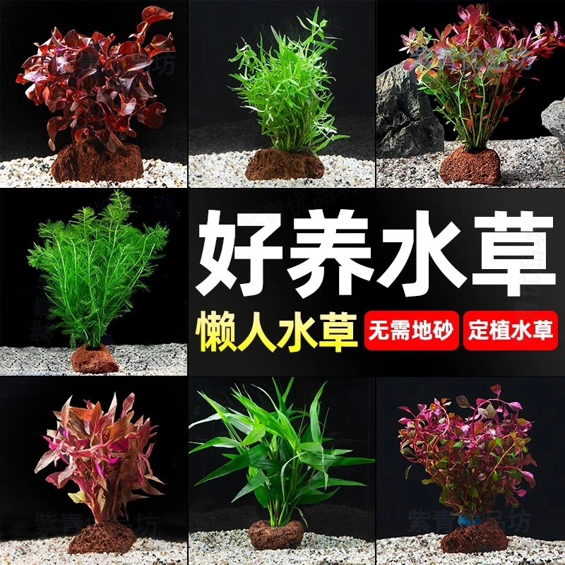 【福利】火山石定植真草鱼缸植物造景阴性蜈蚣草绿菊新手水草