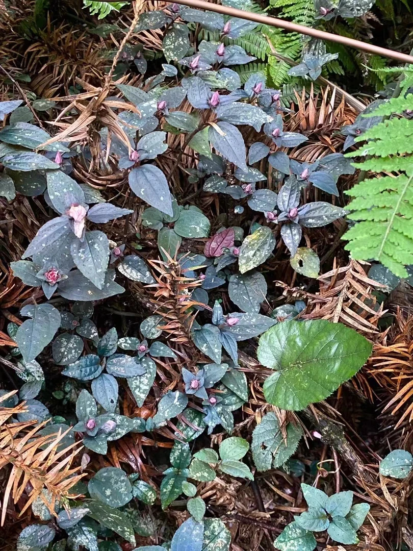 【苗家姐妹】贵州深山山货风柜斗草风骨草100g