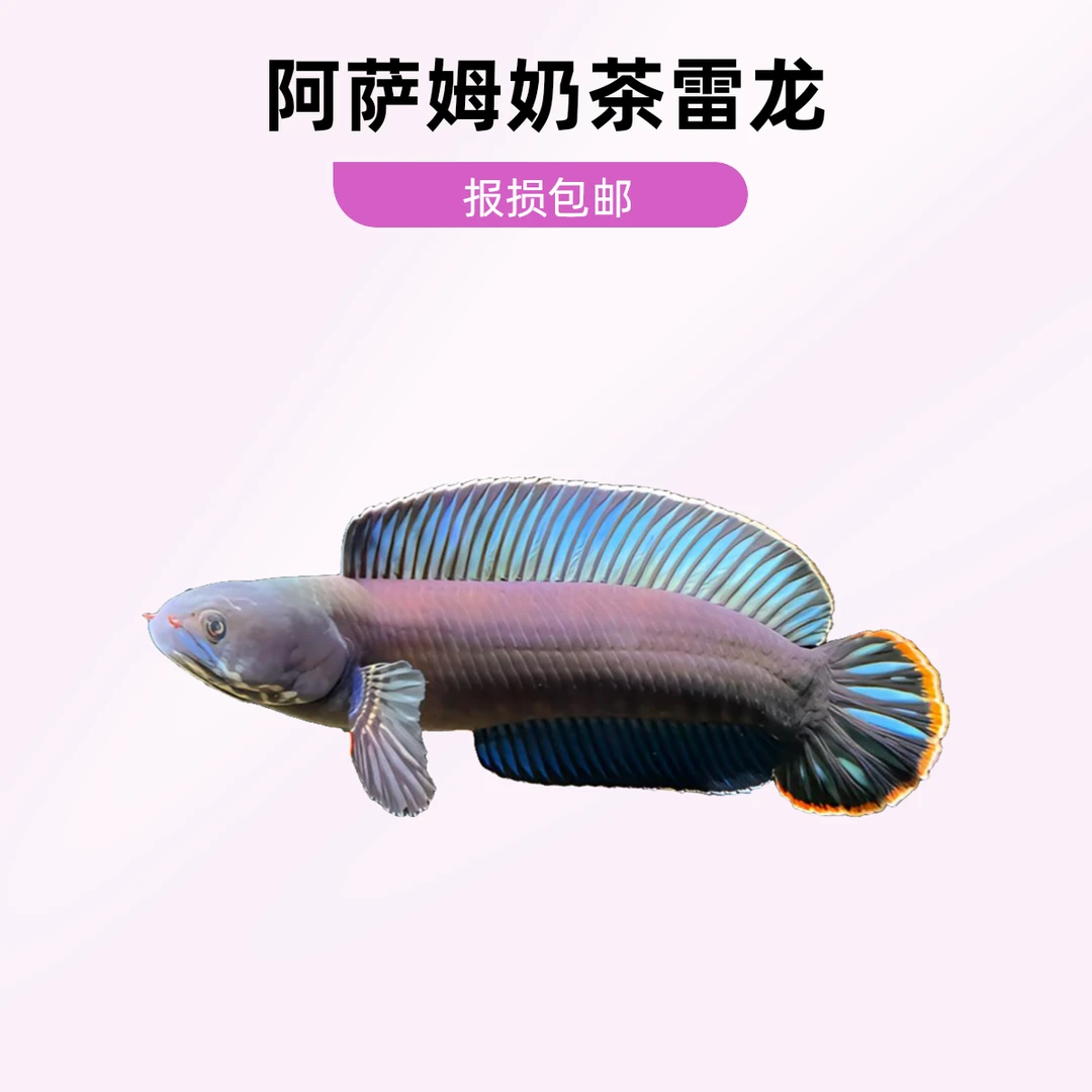 奶茶雷龙鱼阿萨姆 6-9cm  新手玩的奶茶雷龙