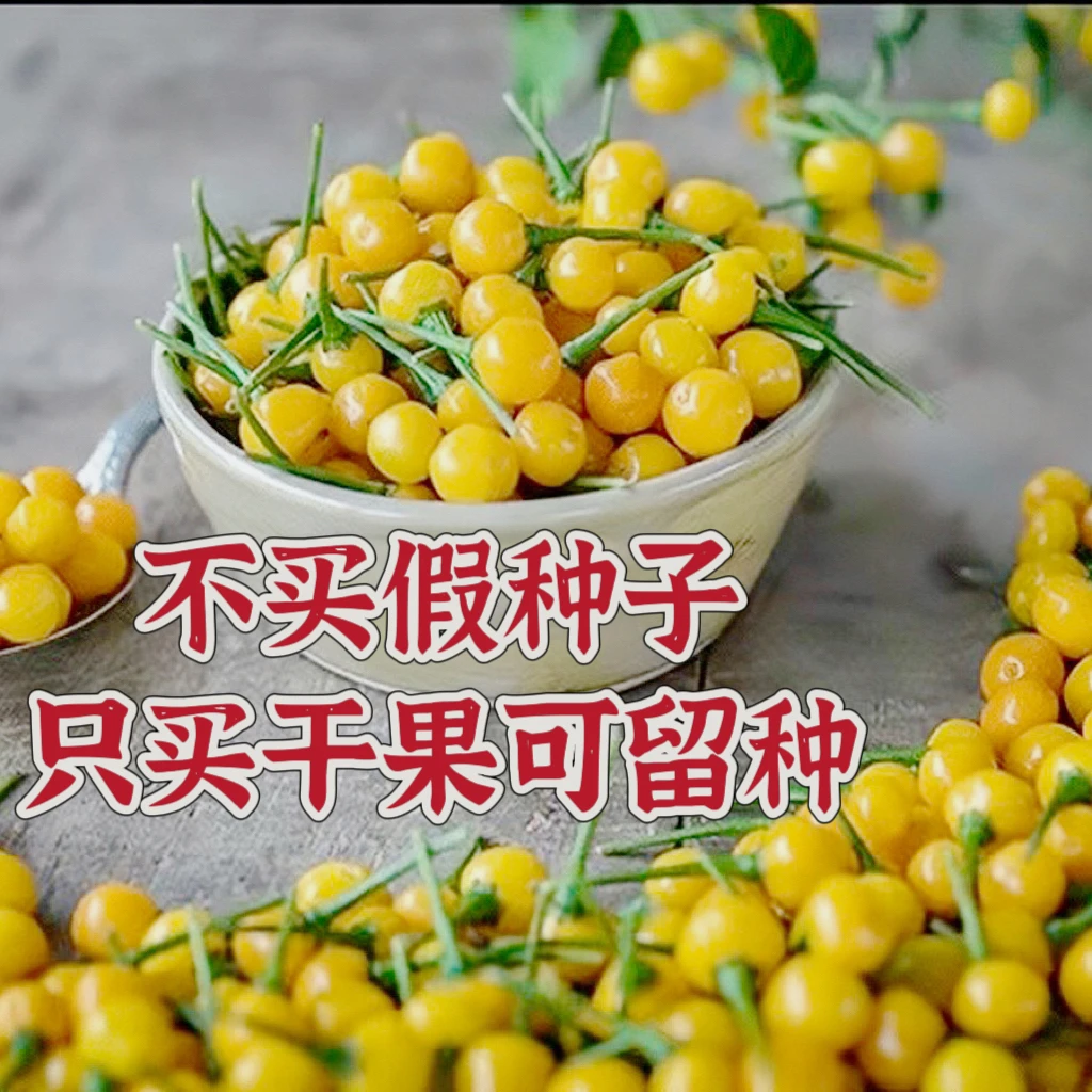 【假一赔十】正宗查拉皮塔辣椒 奶香橘香果香 做蘸料香料 做盆景