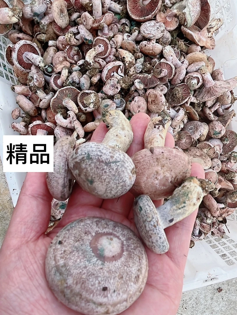 湖南枞树菌三九菇寒菌一斤两斤装全国顺丰包邮