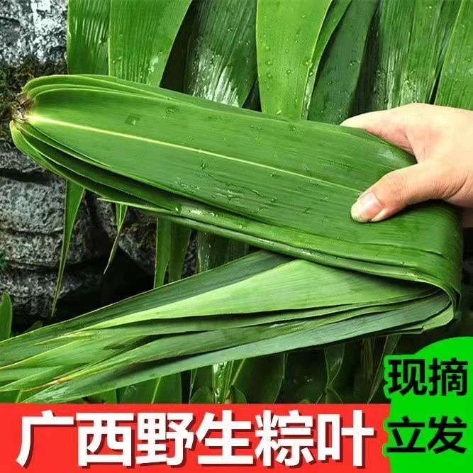广西新鲜芒粽叶广东野生大号粽子叶端午节包粽子非芦苇叶非竹叶