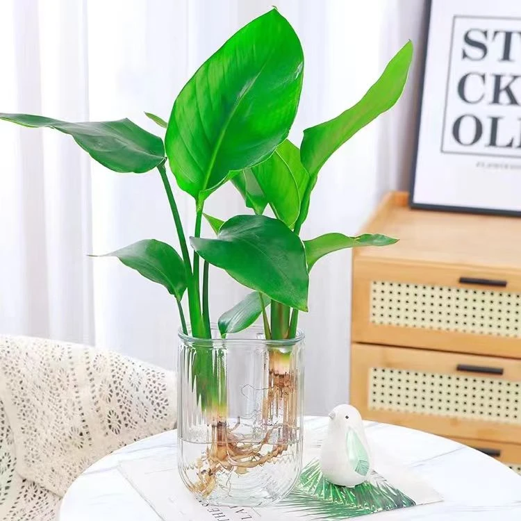 天堂鸟盆栽网红水培ins瓶净化空气四季常青好养家居绿植U型瓶
